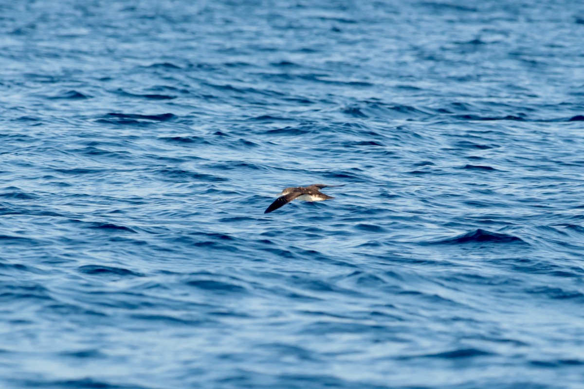 Puffin des Galapagos - ML647202093