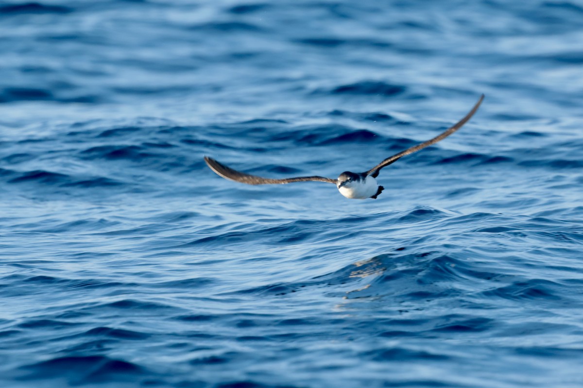 Puffin des Galapagos - ML647202094
