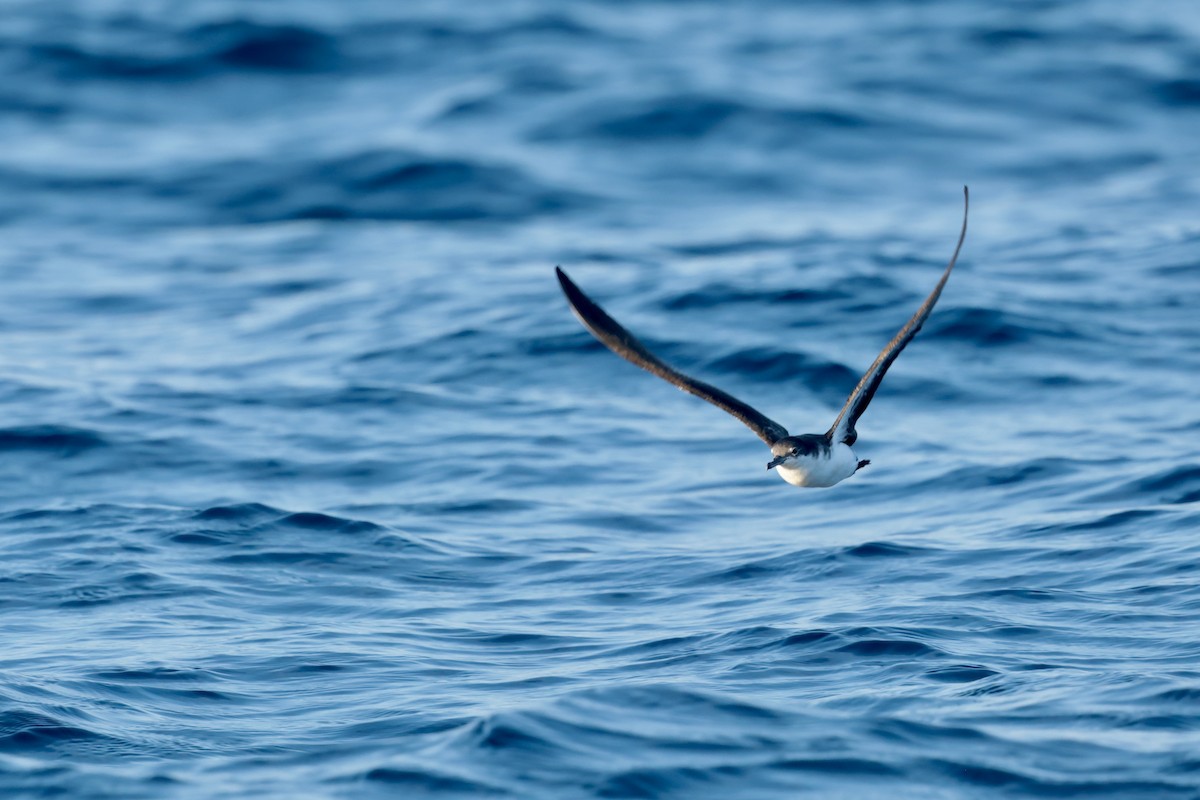 Puffin des Galapagos - ML647202095