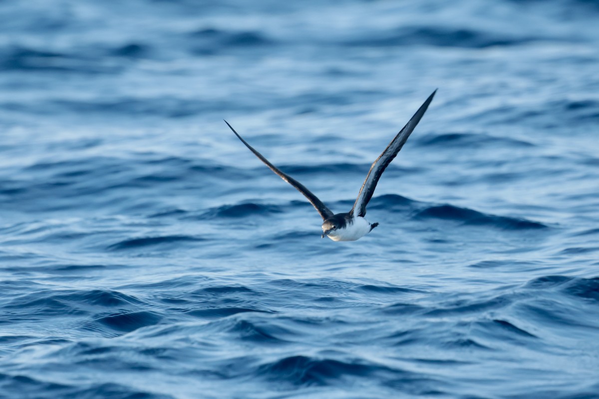 Puffin des Galapagos - ML647202096
