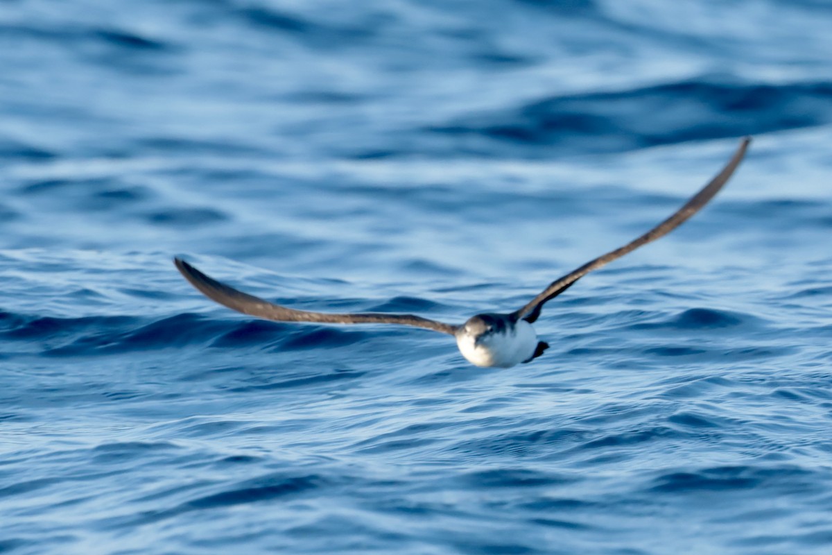 Puffin des Galapagos - ML647202097