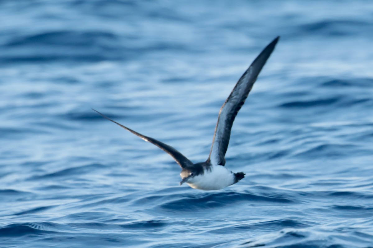 Puffin des Galapagos - ML647202099