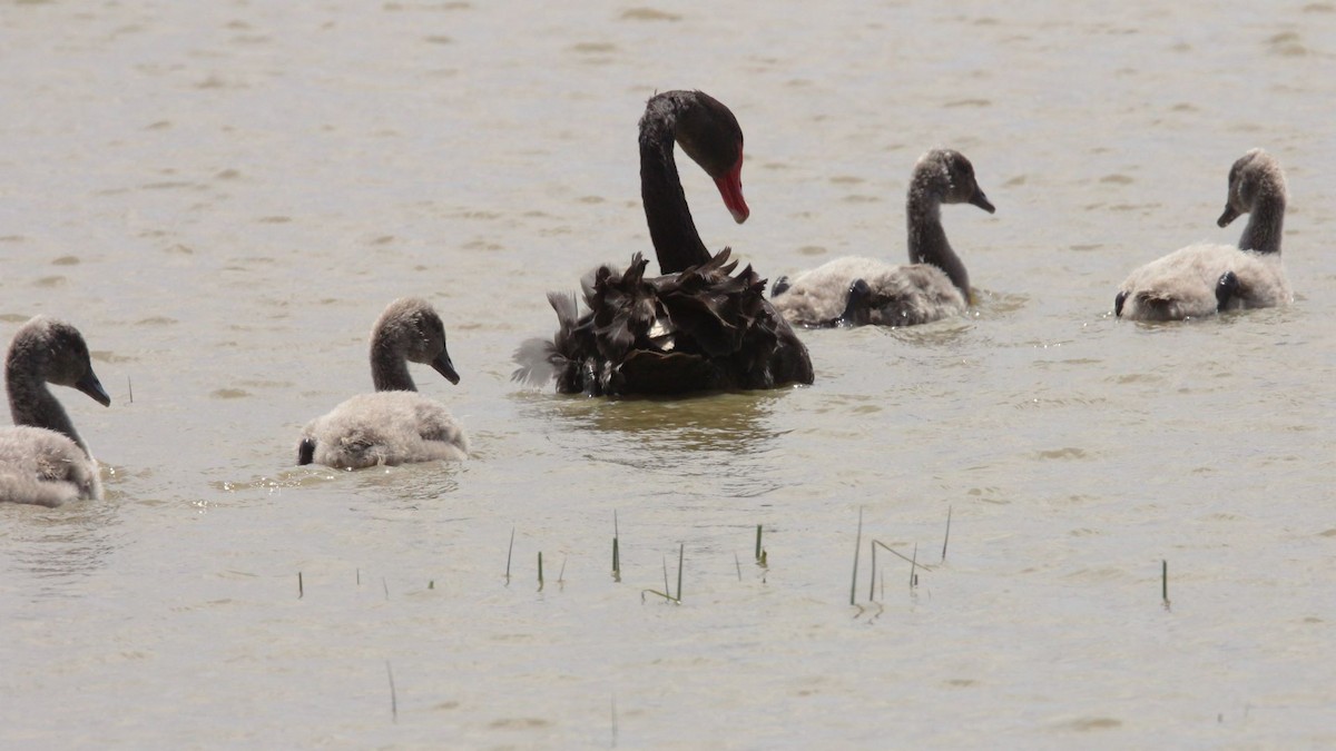 Black Swan - ML647202115