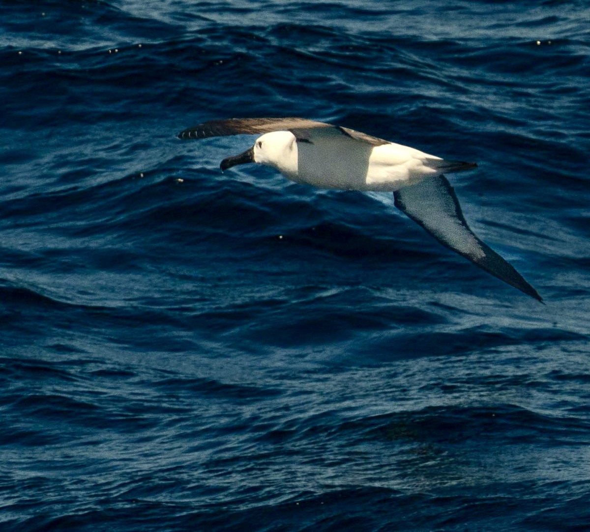Albatros Picofino Atlántico - ML647202124