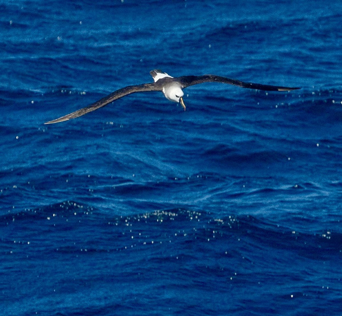 Albatros Picofino Atlántico - ML647202125