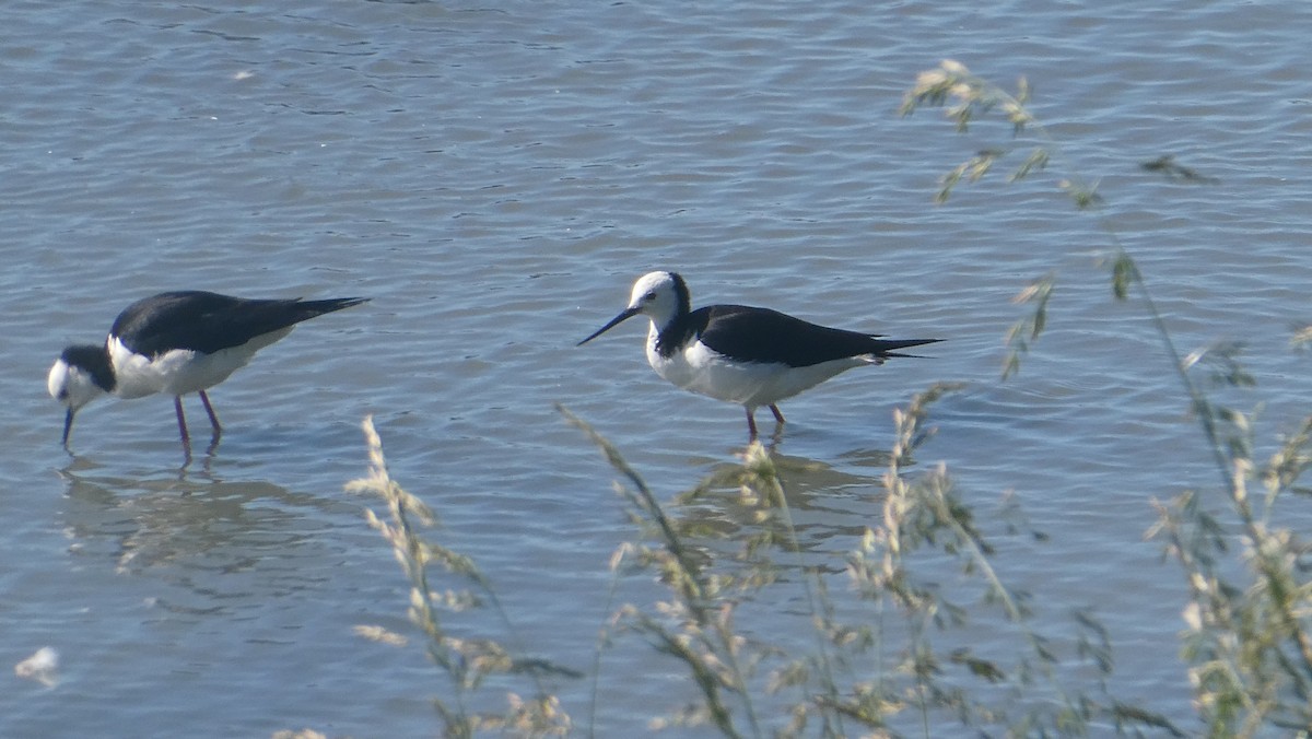 Pied Stilt - ML647202134