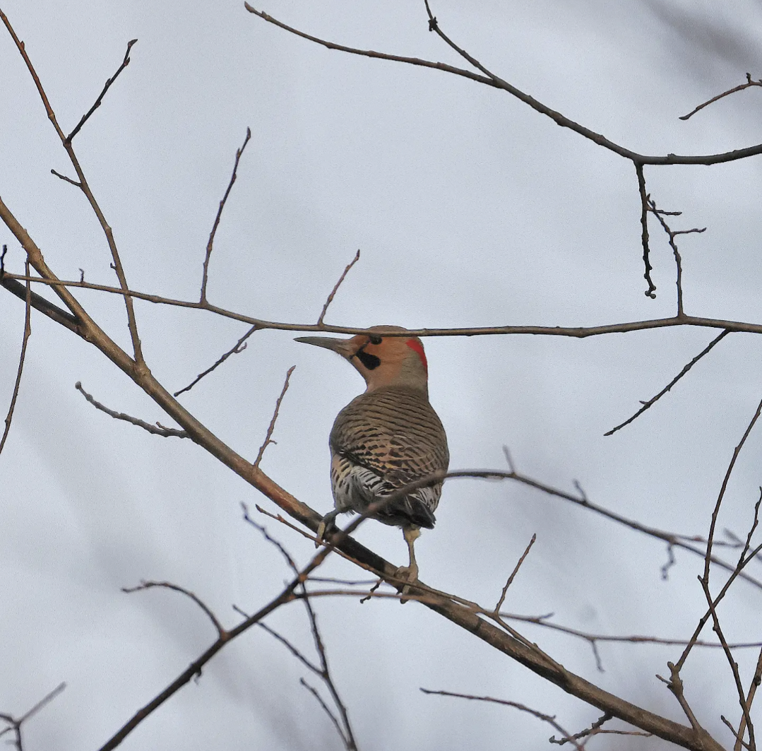 ハシボソキツツキ - ML647202143