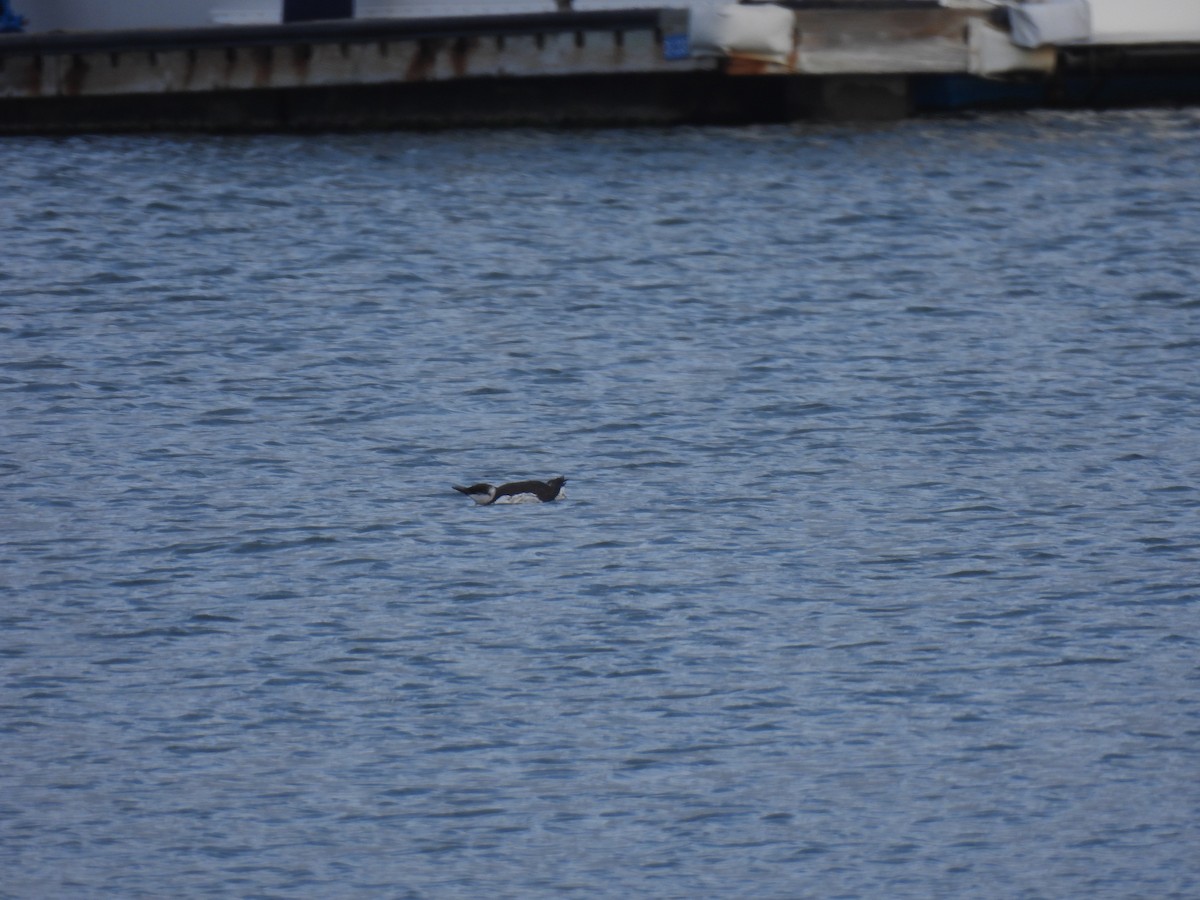 Trottellumme - ML647202146