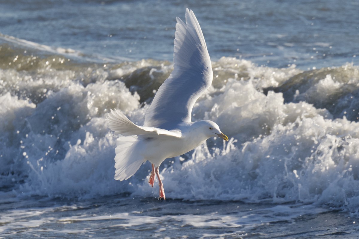 polarmåke - ML647202152