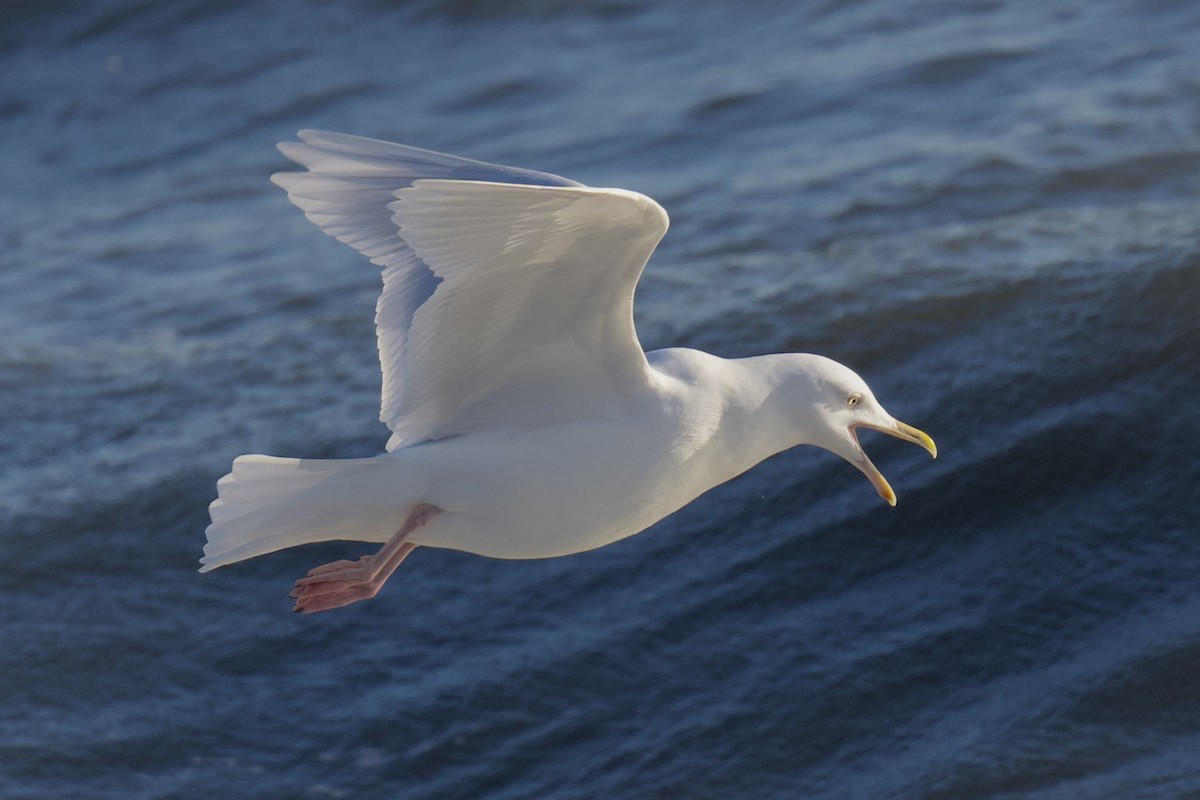 polarmåke - ML647202154