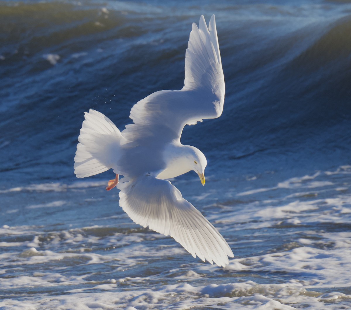 シロカモメ - ML647202156