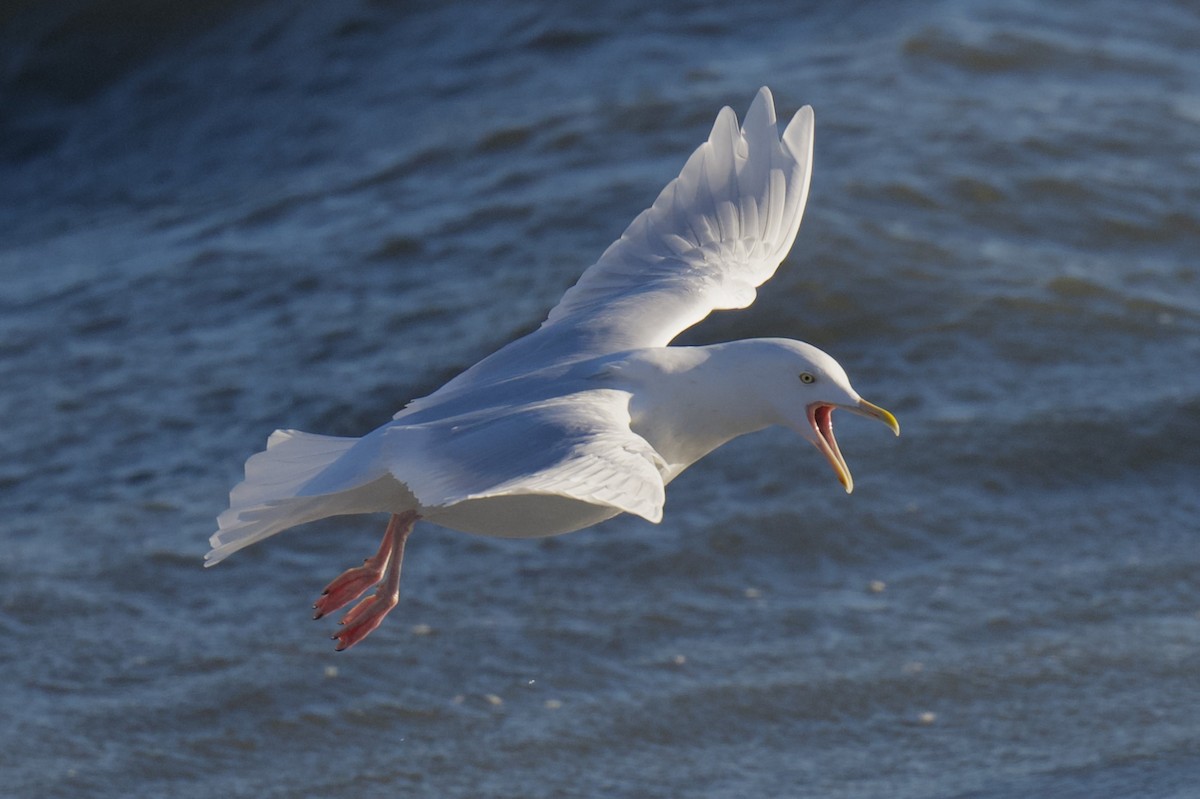 polarmåke - ML647202157