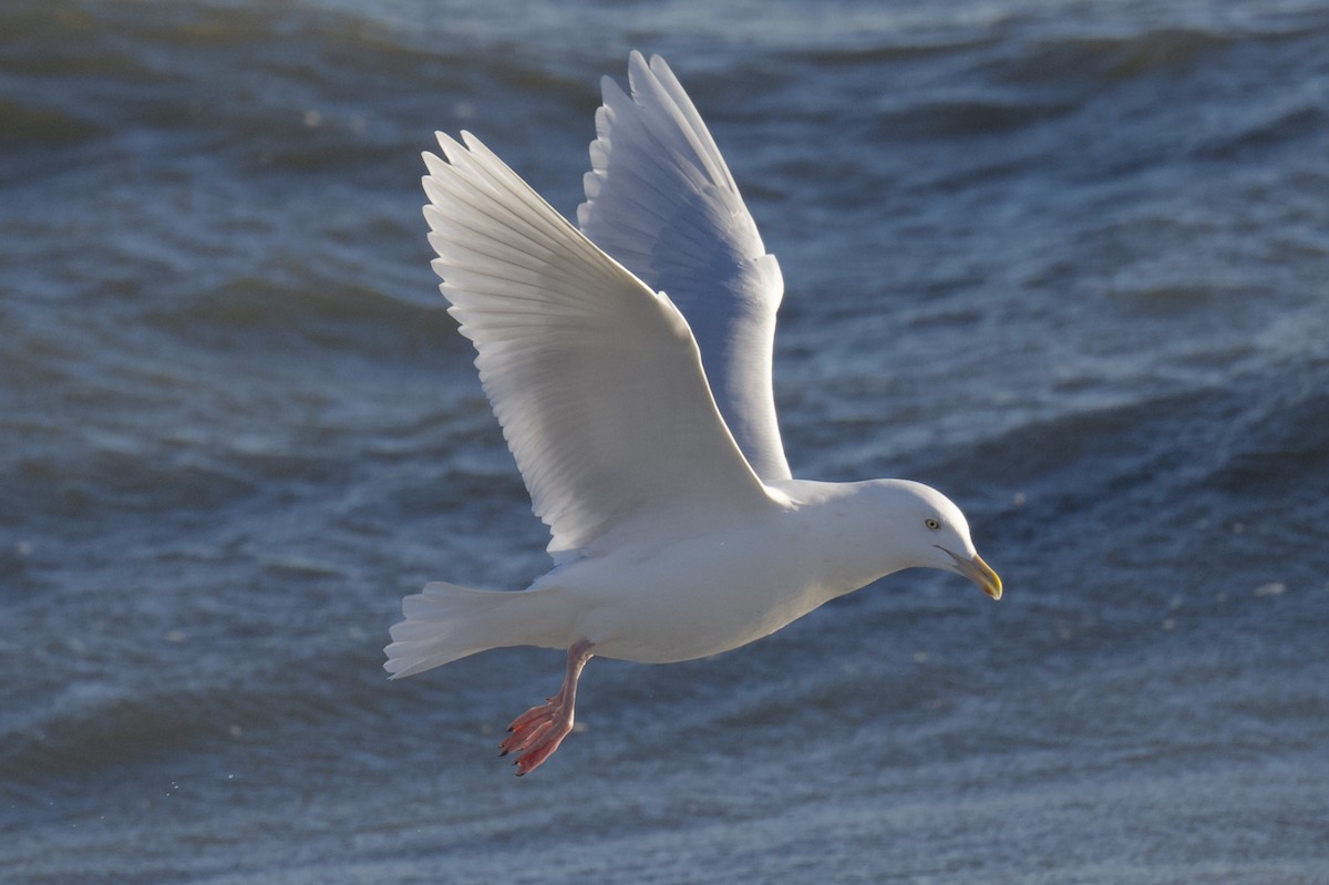 シロカモメ - ML647202158