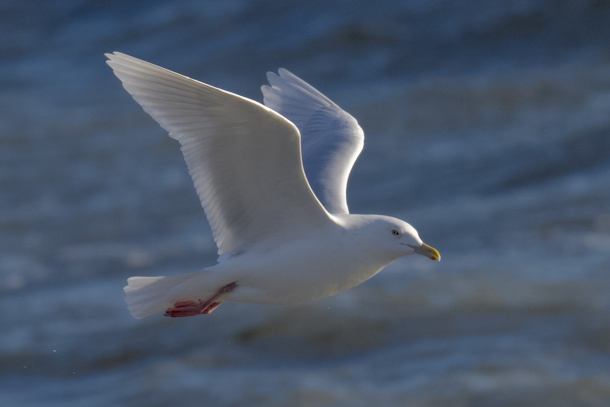 シロカモメ - ML647202159