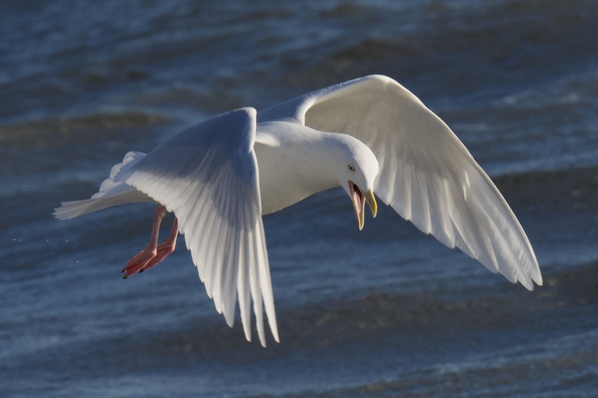 polarmåke - ML647202160