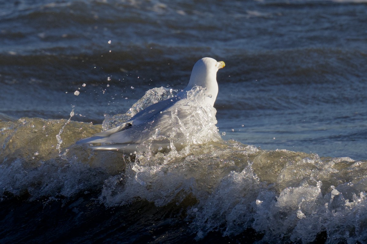 シロカモメ - ML647202161