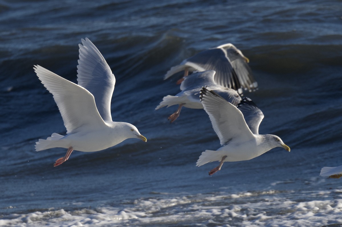 polarmåke - ML647202162