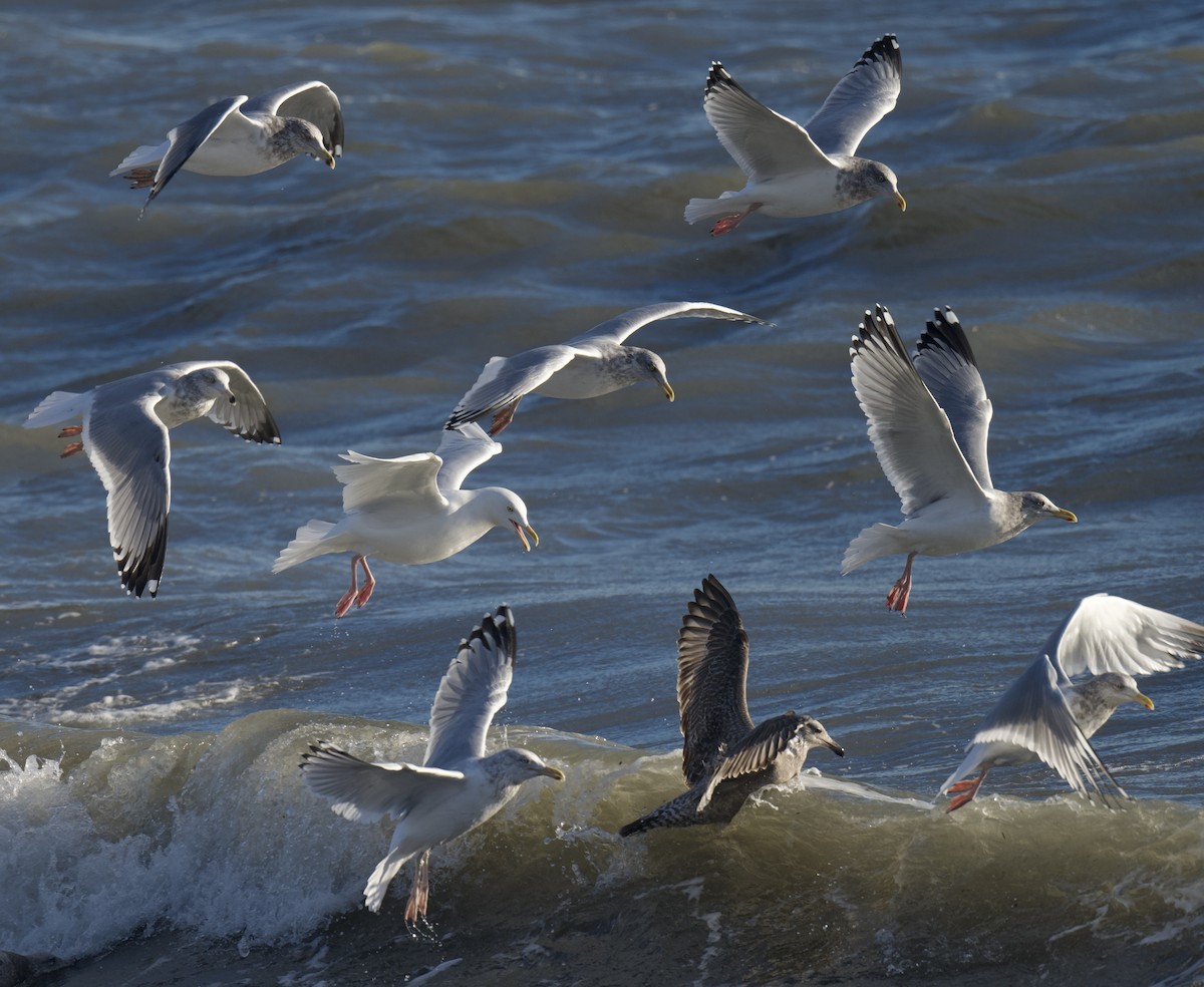 polarmåke - ML647202163