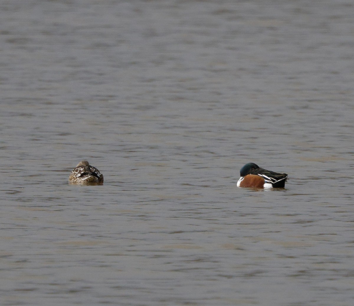 ハシビロガモ - ML647202164