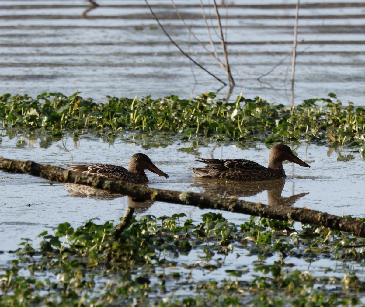 ハシビロガモ - ML647202166