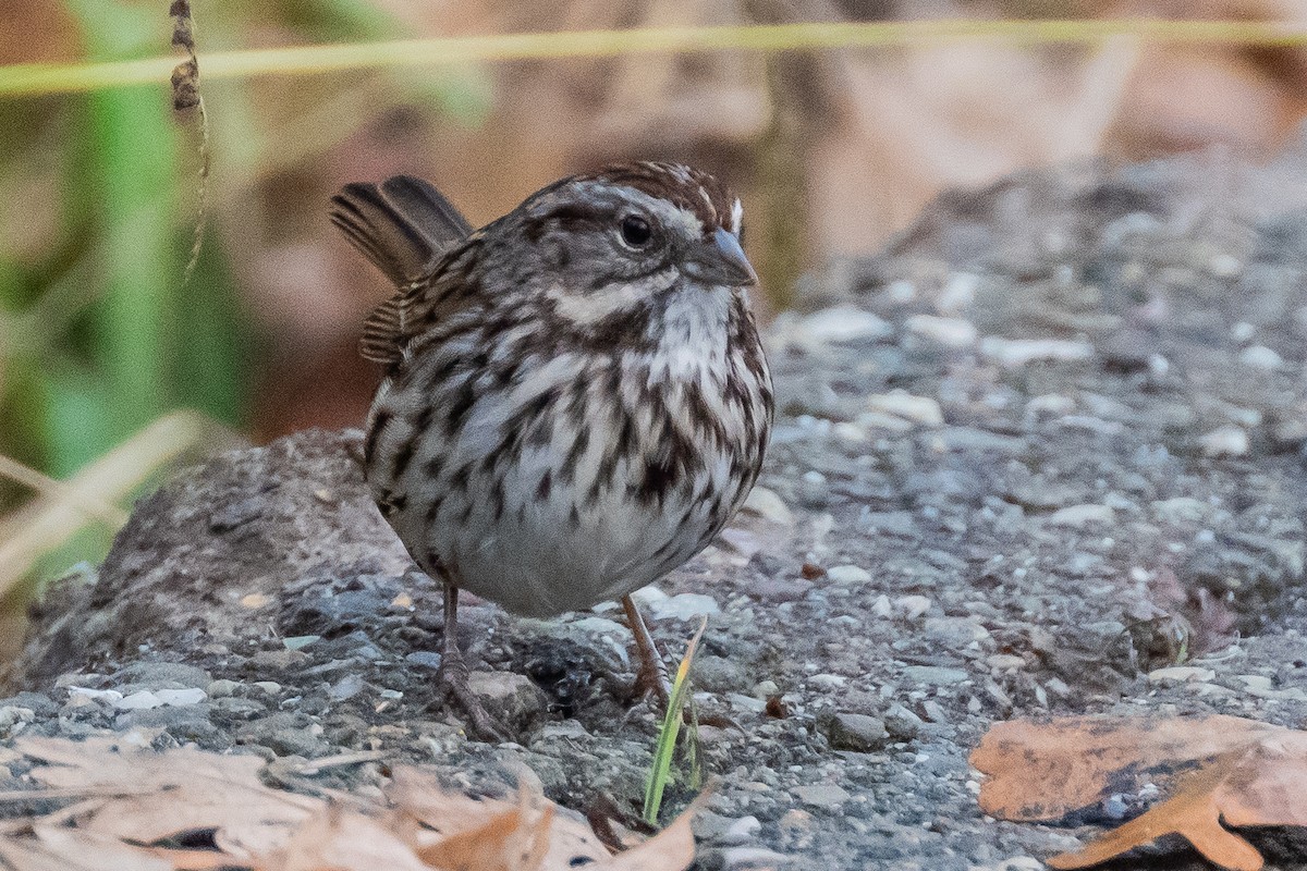 ウタスズメ - ML647202167
