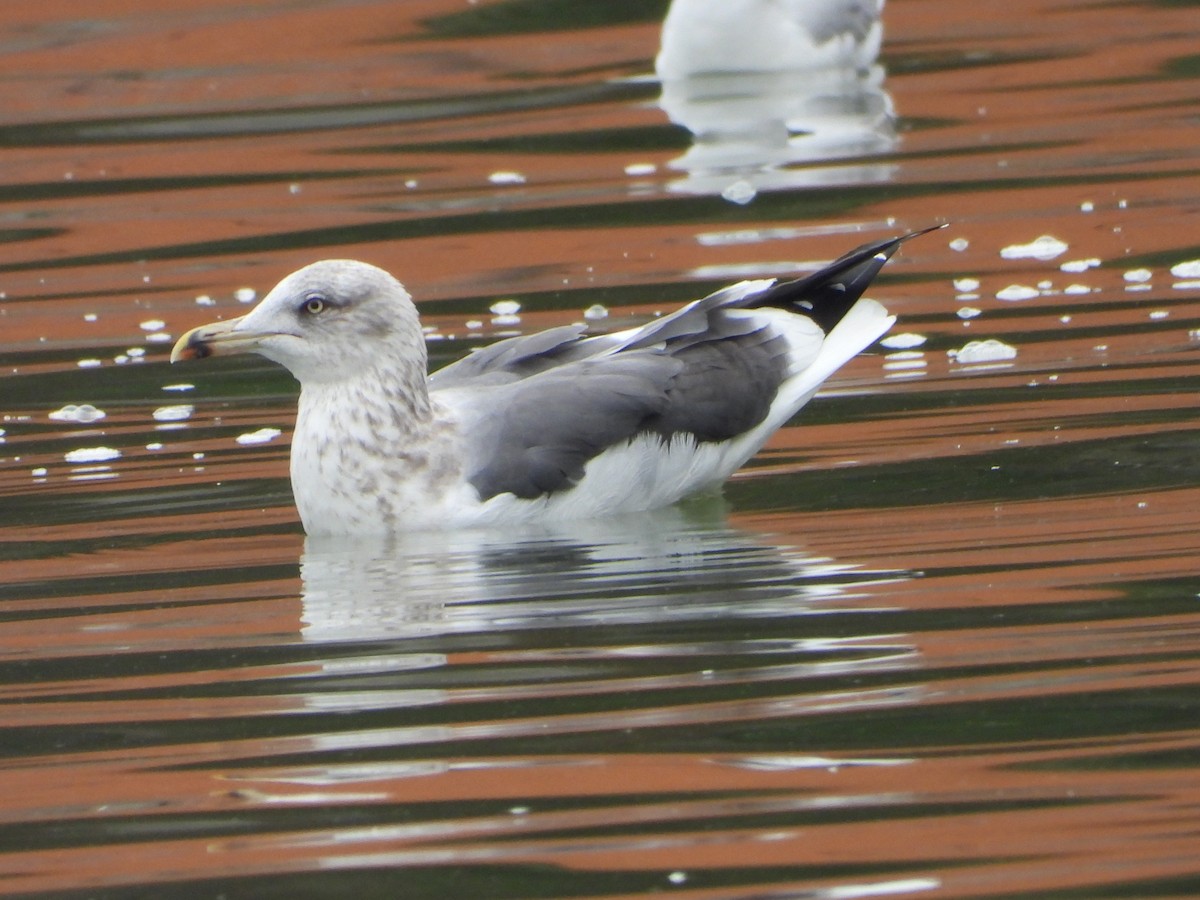 ニシセグロカモメ - ML647202169