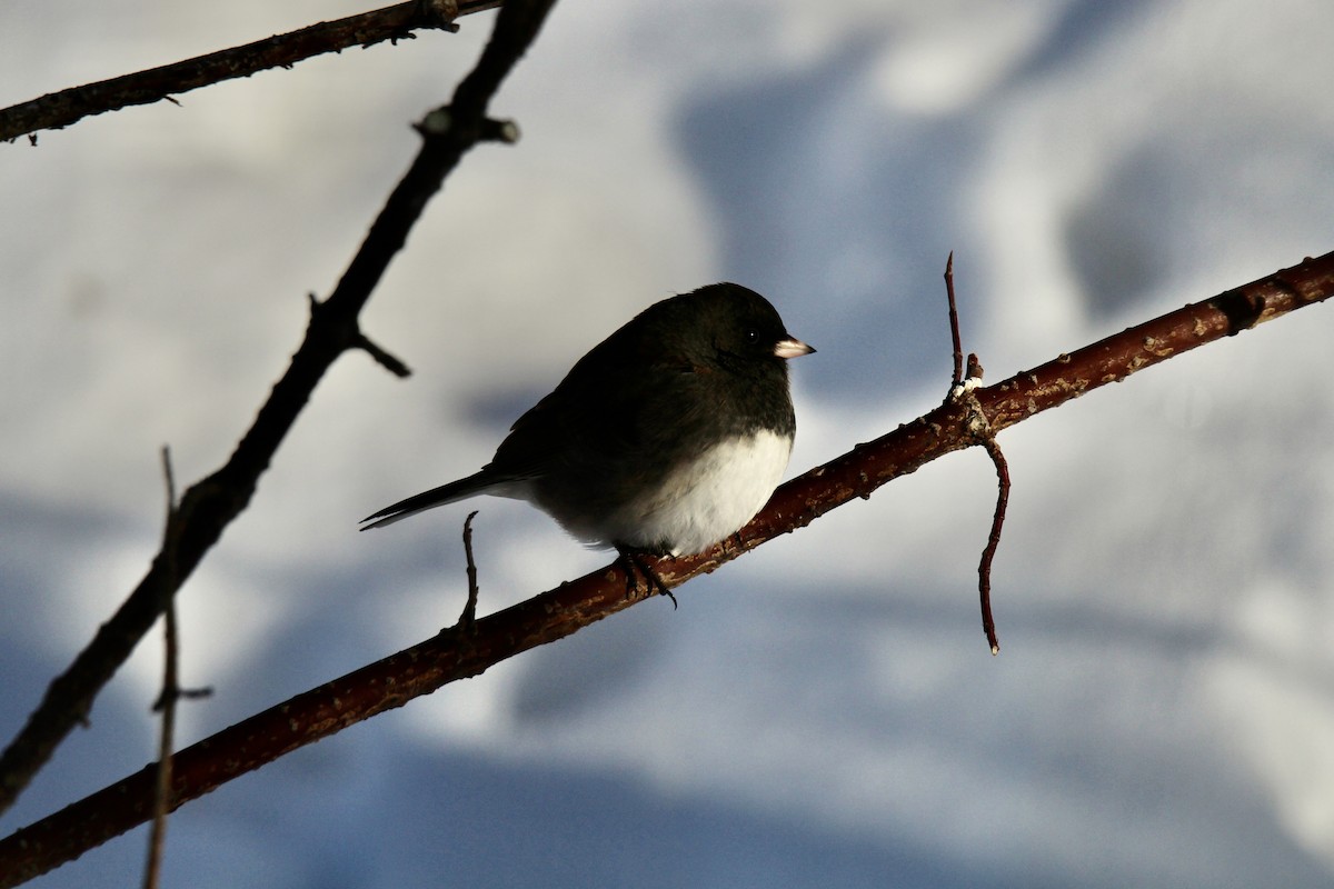 ユキヒメドリ（hyemalis／carolinensis） - ML647202170