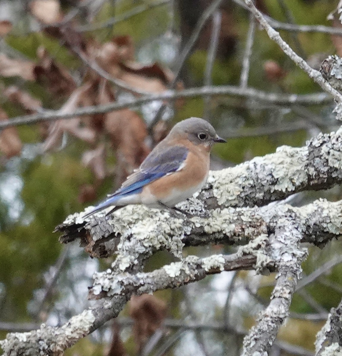 ルリツグミ - ML647202171