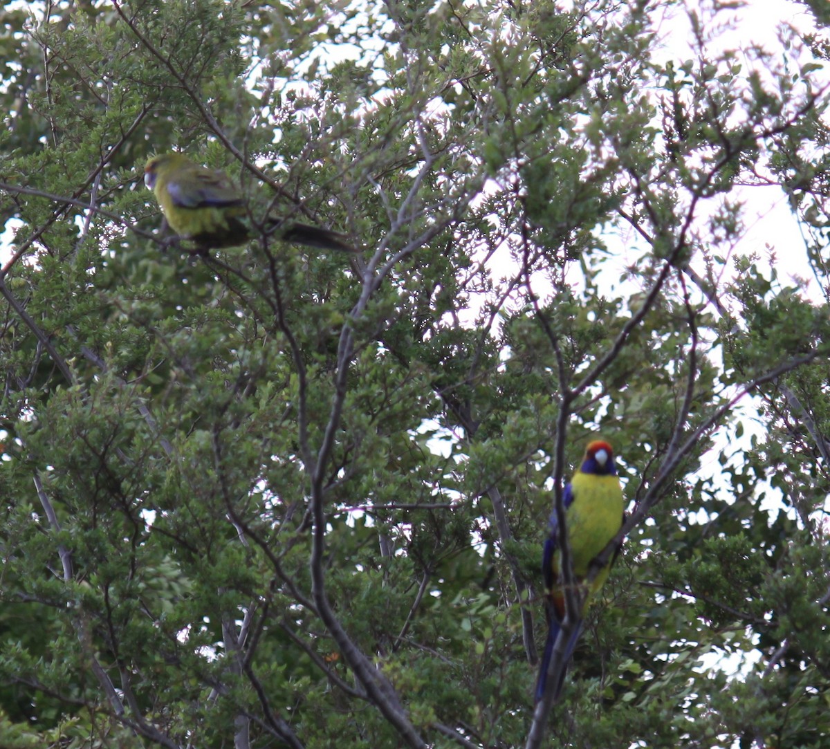 アカビタイキクサインコ - ML647202172