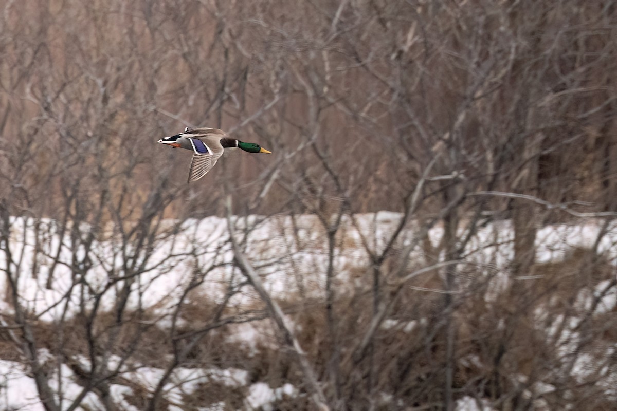 マガモ - ML647202173