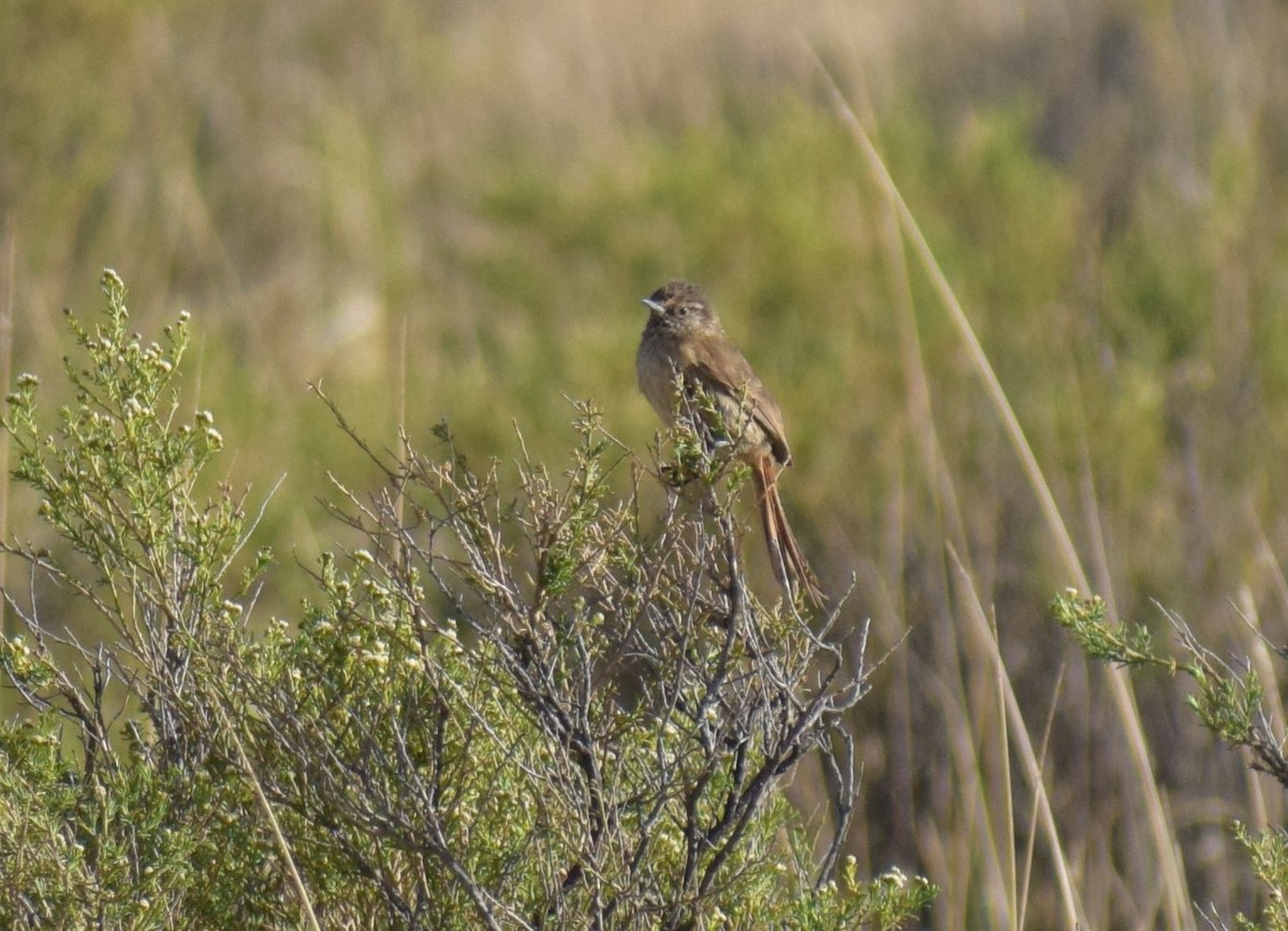 ミヤマカマドドリ - ML647202174