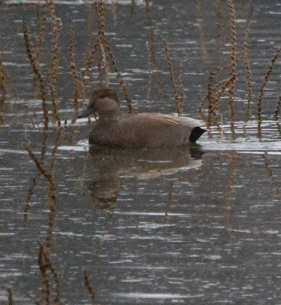 オカヨシガモ - ML647202175