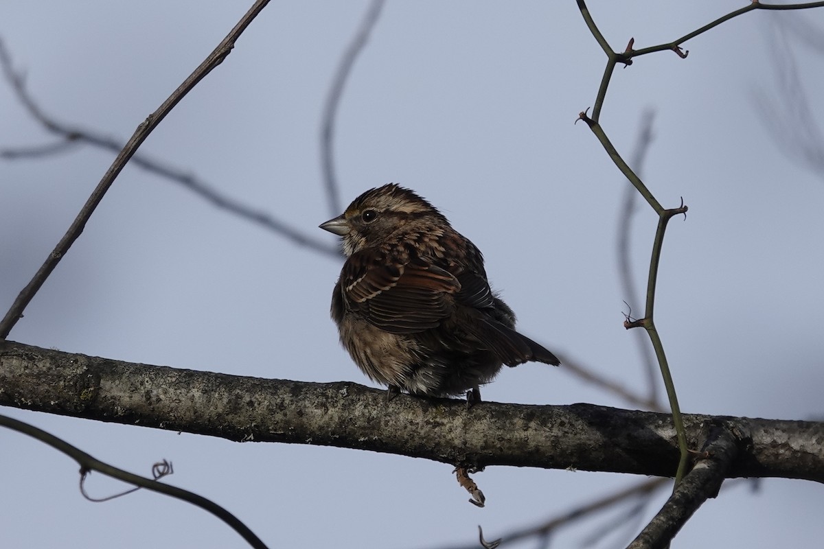 ノドジロシトド - ML647202179