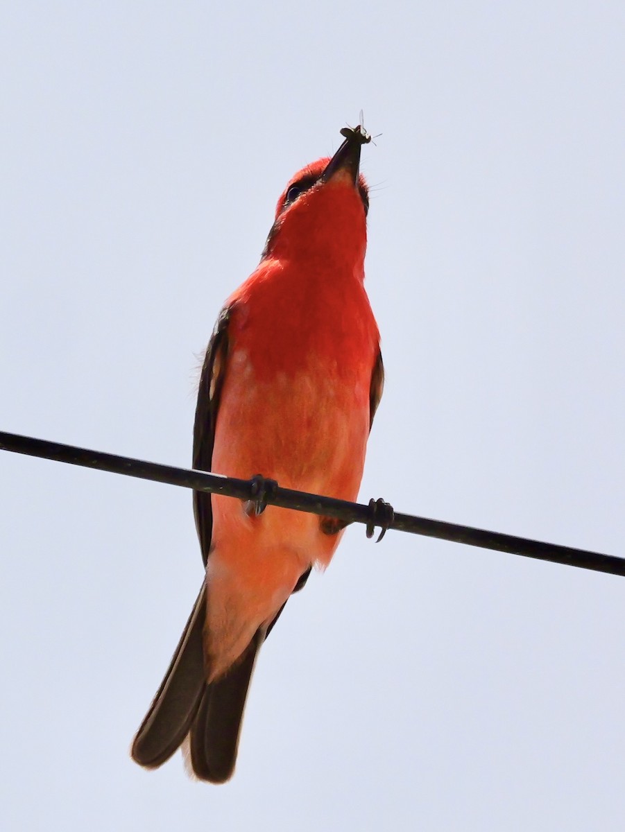 ベニタイランチョウ - ML647202180