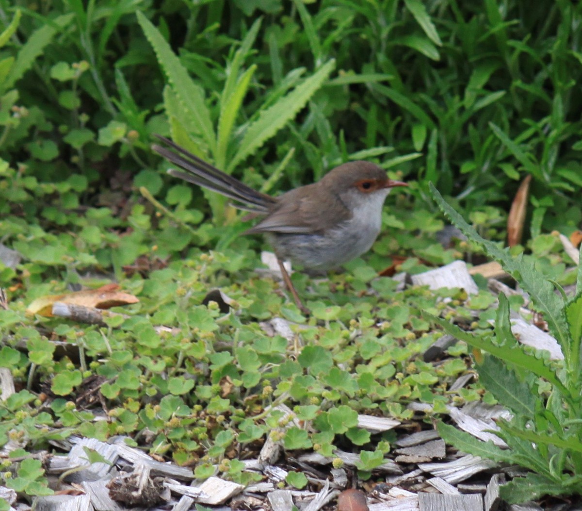 ルリオーストラリアムシクイ - ML647202181