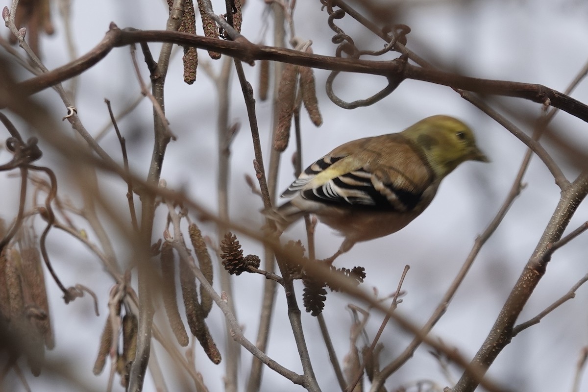 オウゴンヒワ - ML647202188