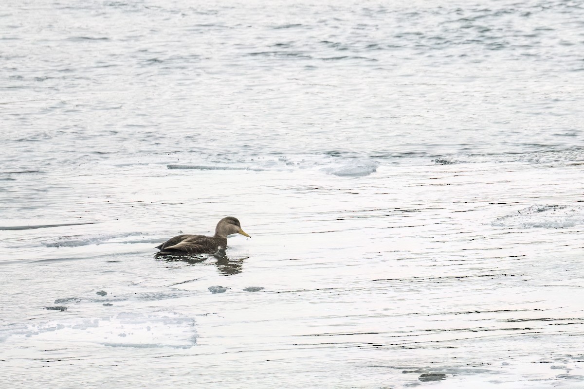 アメリカガモ - ML647202192