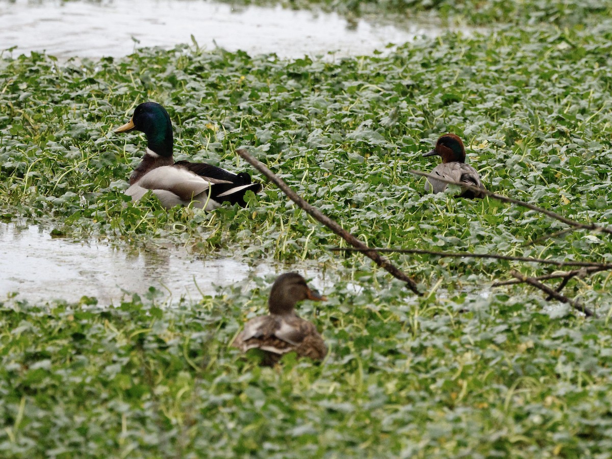 マガモ - ML647202195