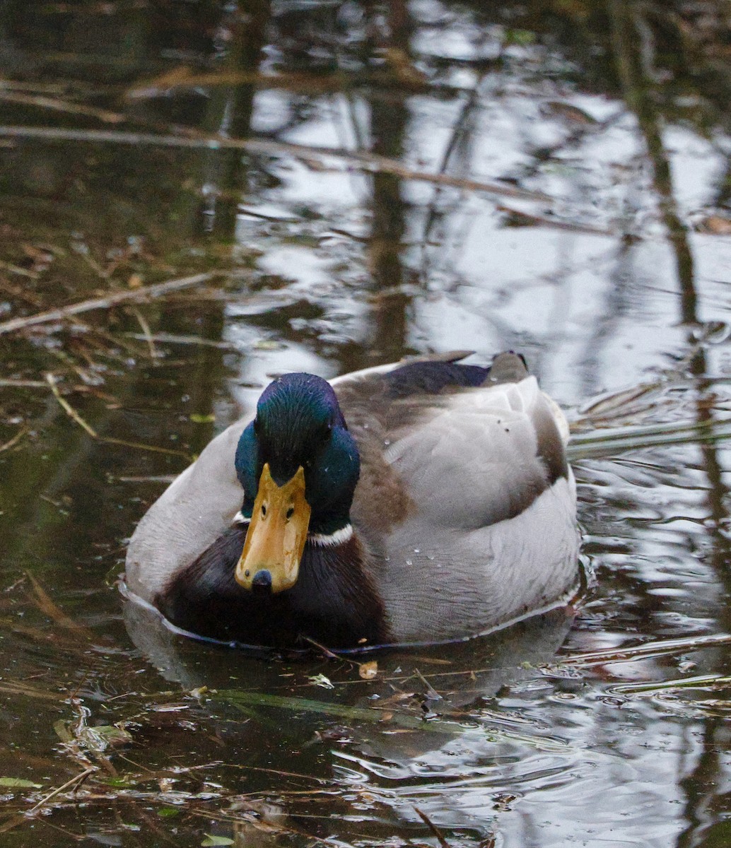 マガモ - ML647202196