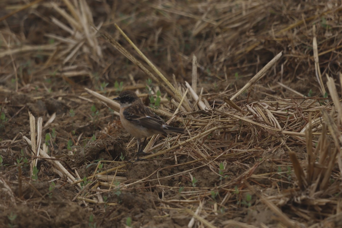 Siberian Stonechat (Siberian) - ML647202203