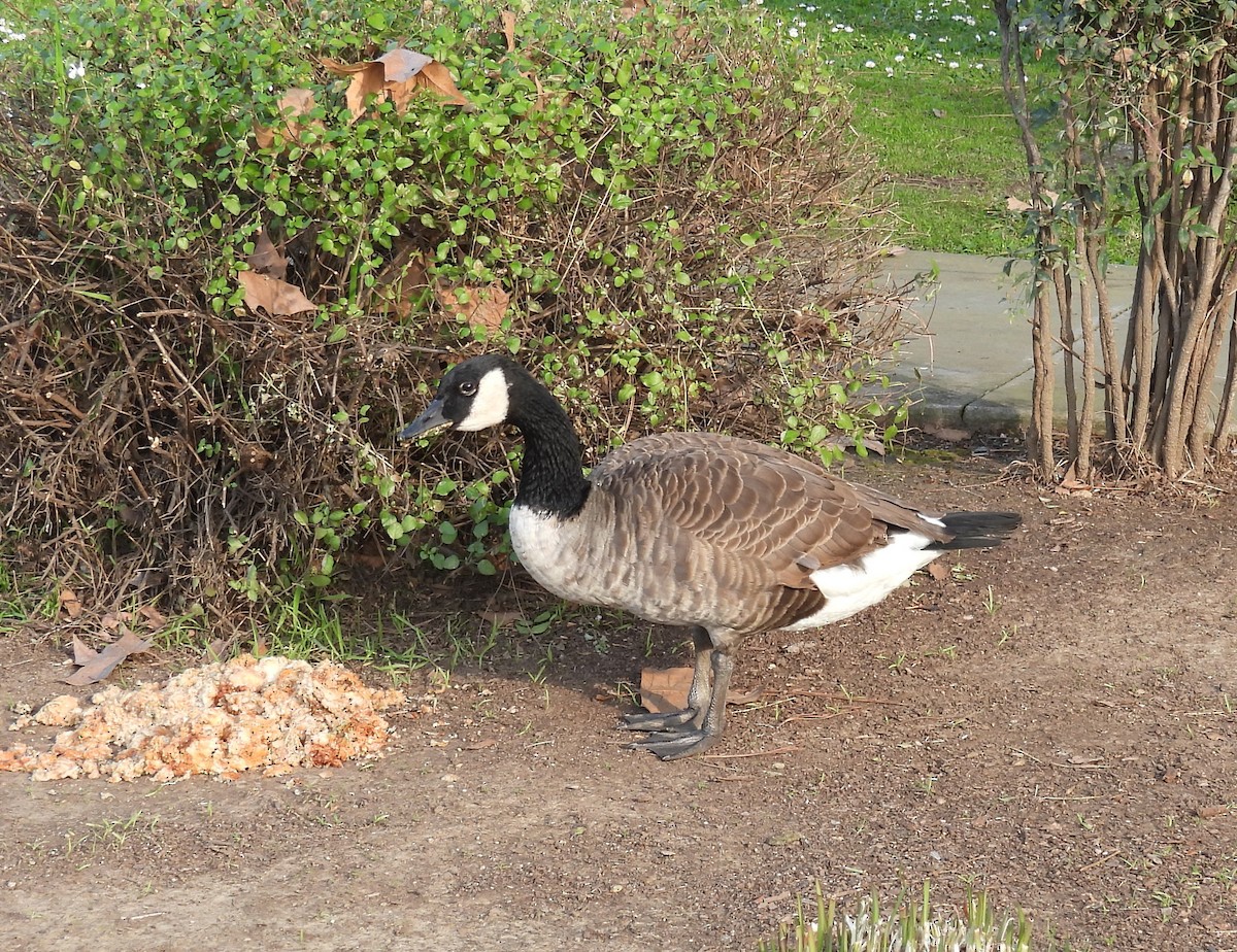 Barnacla Canadiense Grande - ML647202205