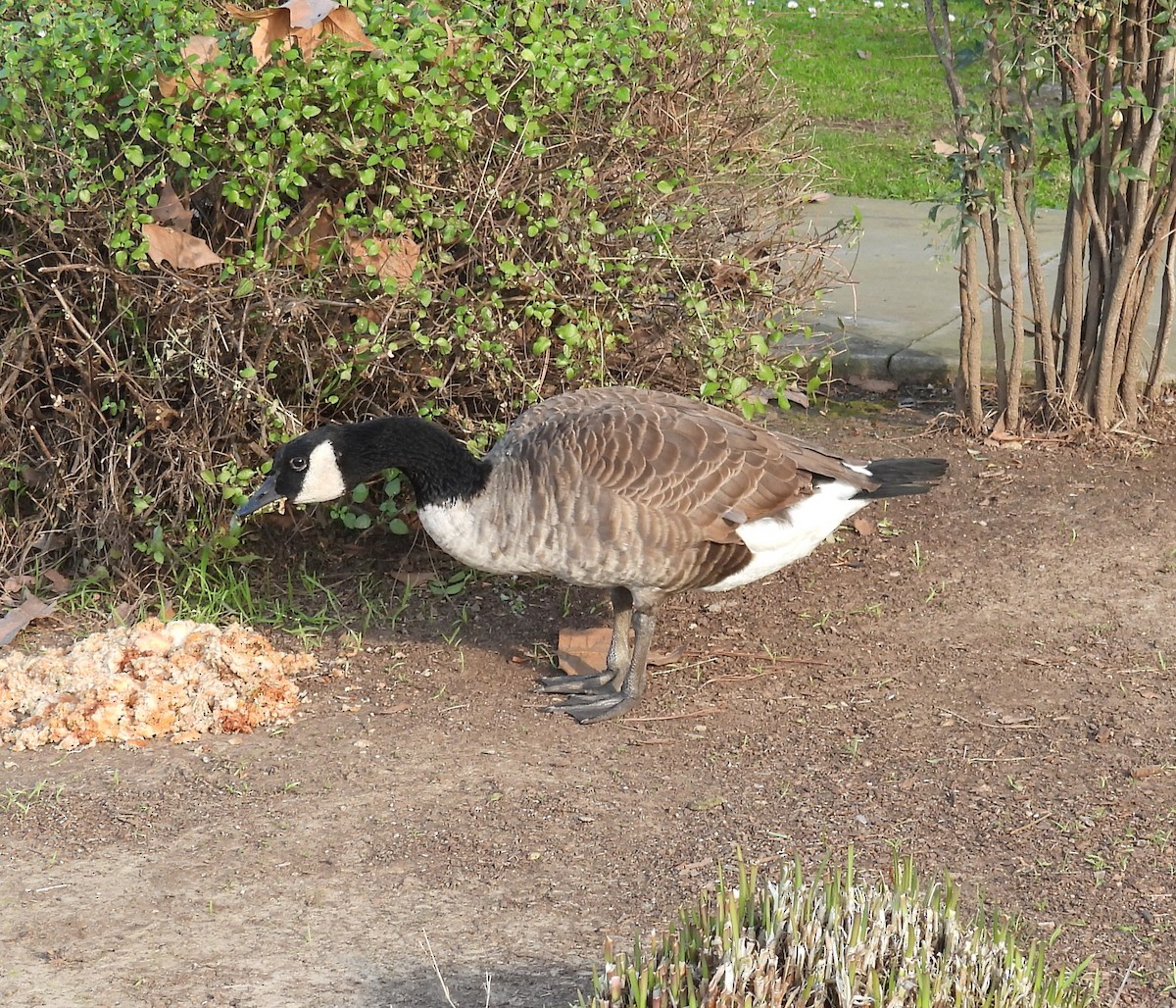 Barnacla Canadiense Grande - ML647202206