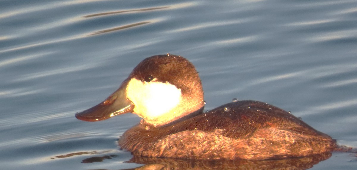 Американская савка - ML647202218