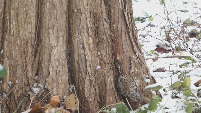 Brown Creeper - ML647202222