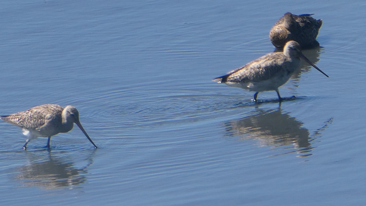 לימוזה חומת-בטן - ML647202226