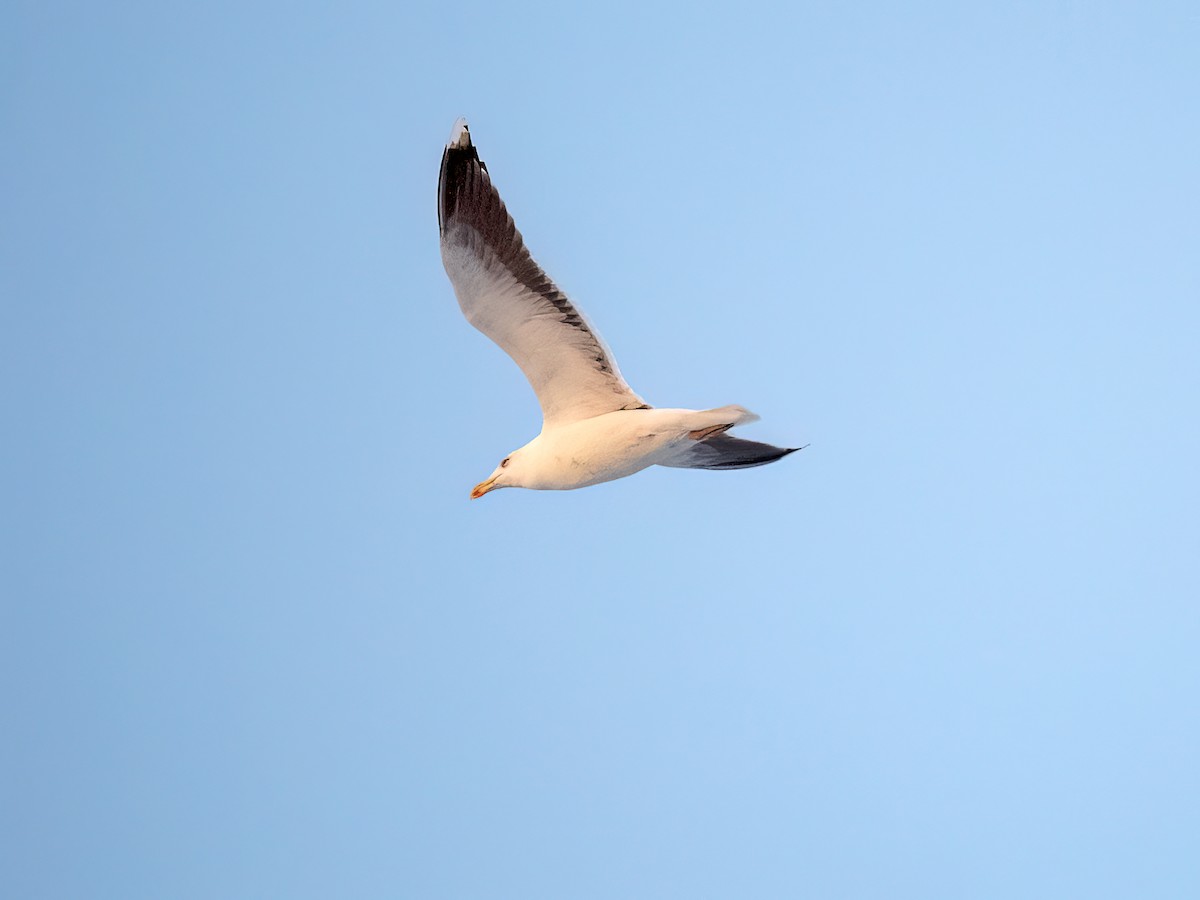 racek mořský - ML647202227