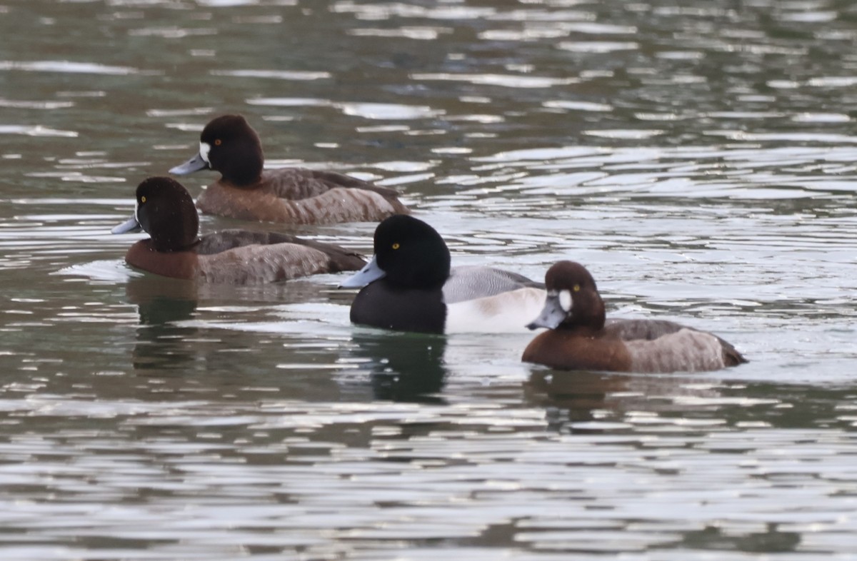 スズガモ - ML647202229