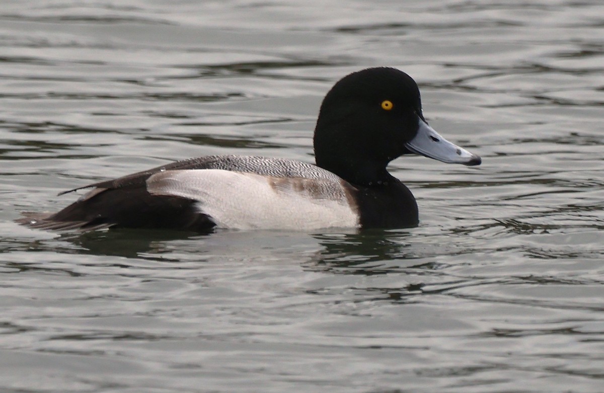 スズガモ - ML647202232