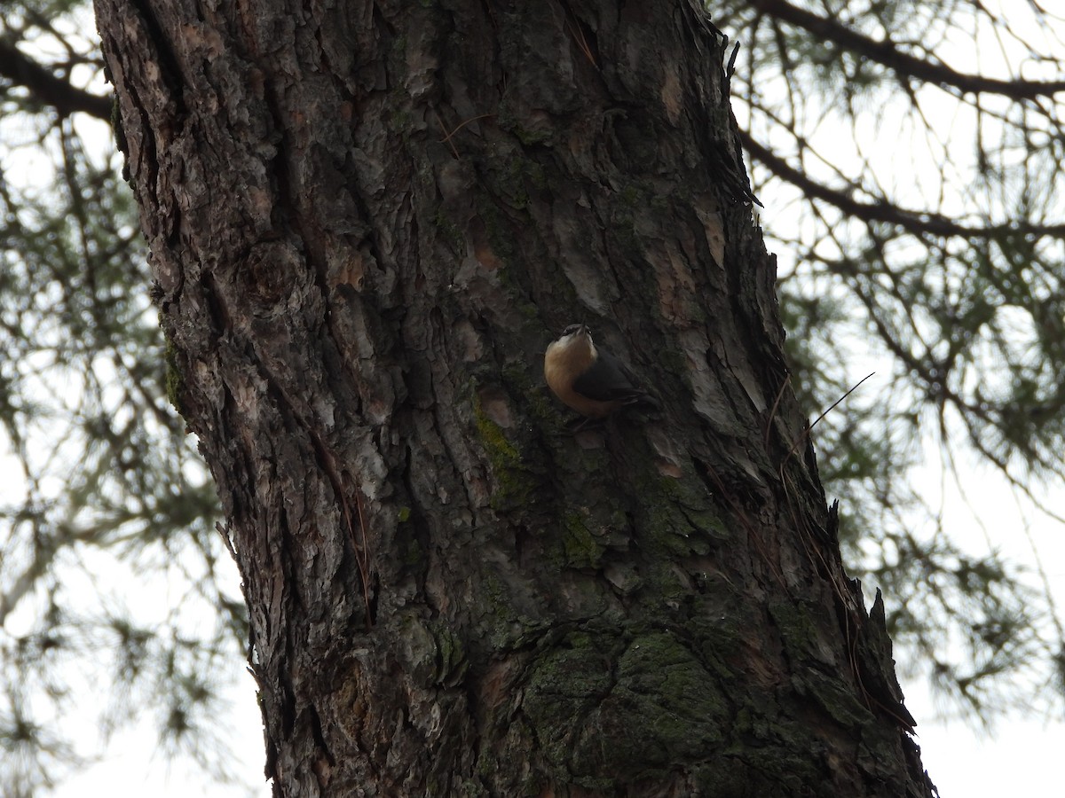 Повзик звичайний - ML647202233