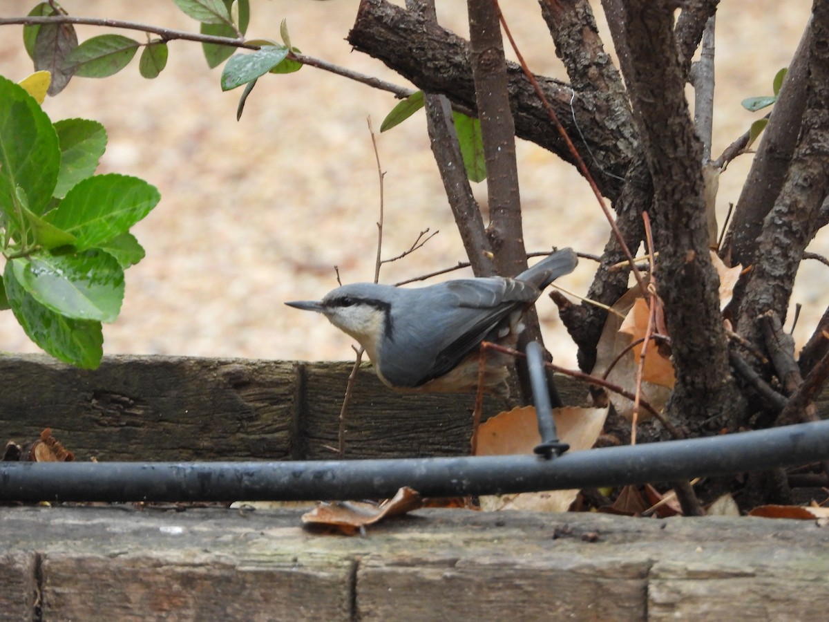 Повзик звичайний - ML647202248